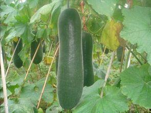 黑皮瓜怎样吃减肥,轻松享瘦的秘密武器