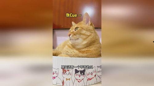 吃瓜猫怎么花,吃瓜猫的创意花式消费指南