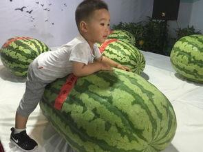 吃瓜事件邹城,揭秘背后真相与网络舆论风暴