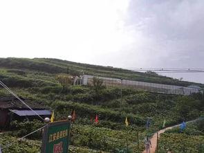 吃瓜事件邹城,揭秘背后真相与网络舆论风暴