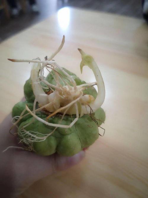 吃瓜群里发的东西,一场网络狂欢背后的真相