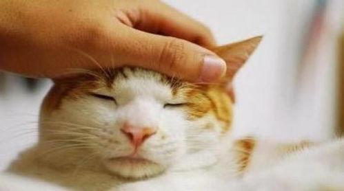 猫为什么吃瓜,揭秘瓜的神奇魅力