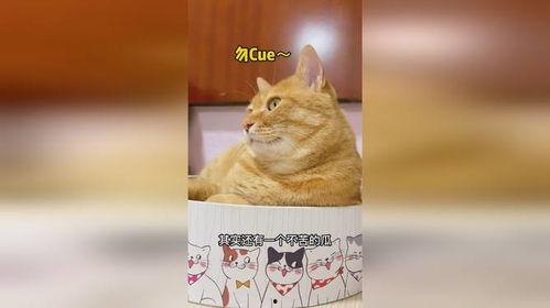 猫为什么吃瓜,揭秘瓜的神奇魅力