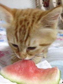 猫为什么吃瓜,揭秘瓜的神奇魅力