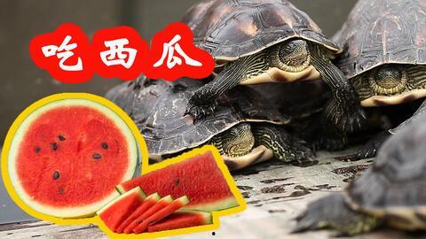 龟吃不吃瓜,探究龟类对瓜果的偏好与习性