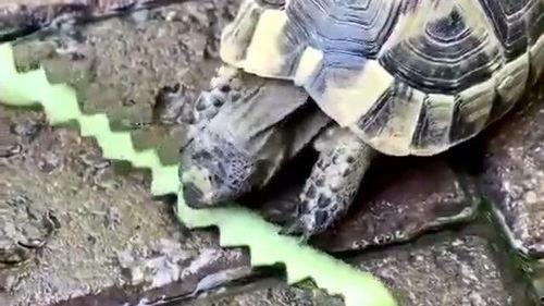 龟吃不吃瓜,探究龟类对瓜果的偏好与习性