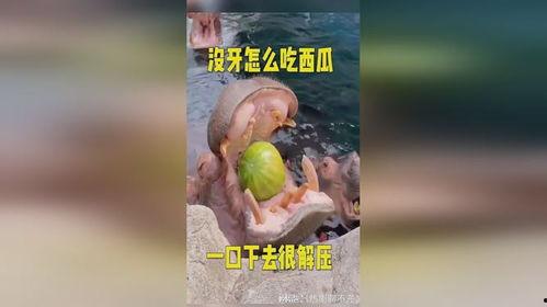 吃瓜会解压吗,轻松应对生活压力的秘诀