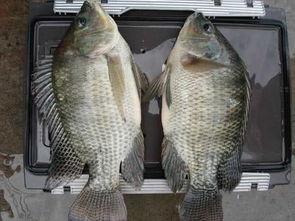 阿爆吃瓜罗非鱼,一场别开生面的美食之旅