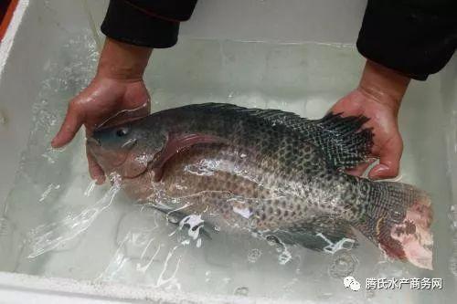 阿爆吃瓜罗非鱼,一场别开生面的美食之旅