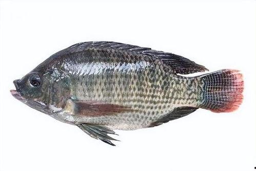 阿爆吃瓜罗非鱼,一场别开生面的美食之旅