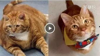 肥猫直播吃瓜视频,揭秘娱乐圈幕后真相