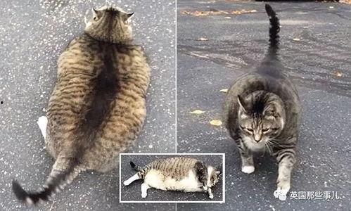 肥猫直播吃瓜视频,揭秘娱乐圈幕后真相