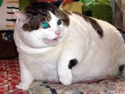 肥猫直播吃瓜视频,揭秘娱乐圈幕后真相