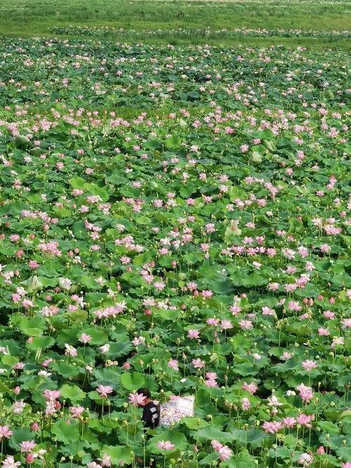 金乡吃瓜晴晴,揭秘瓜农生活，品味乡村风情