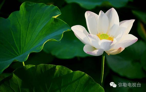 金乡吃瓜晴晴,揭秘瓜农生活，品味乡村风情