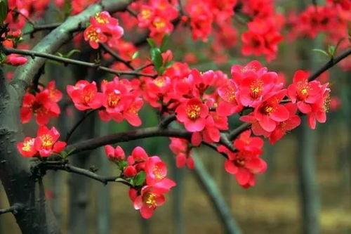 海棠朵朵被吃瓜,揭秘娱乐圈背后的真相