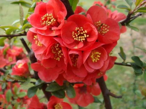 海棠朵朵被吃瓜,揭秘娱乐圈背后的真相