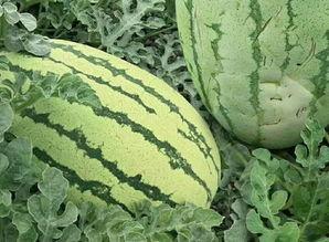 湖南绿茵瓜怎么吃,湖南绿茵瓜的多样食法探索