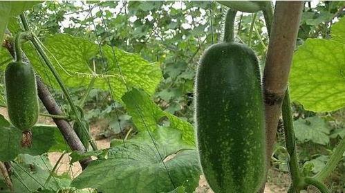 湖南绿茵瓜怎么吃,湖南绿茵瓜的多样食法探索