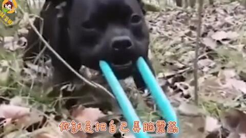 喝酒吃瓜配音搞笑,笑料横生，一场欢乐的视听盛宴！