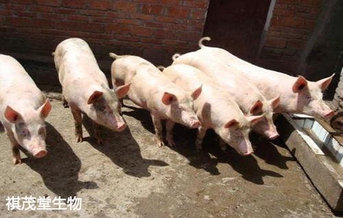 梦见在瓜地里摘瓜抓猪吃,瓜地摘瓜抓猪，探寻梦境中的奇幻美食之旅