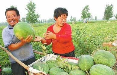 梦见在瓜地里摘瓜抓猪吃,瓜地摘瓜抓猪，探寻梦境中的奇幻美食之旅