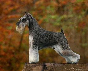 哈密瓜雪纳瑞可以吃吗,宠物饮食中的美味选择