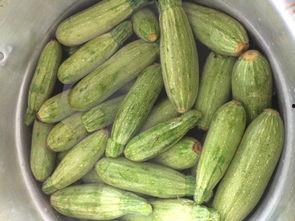 小角瓜怎么做着吃,家常烹饪新尝试