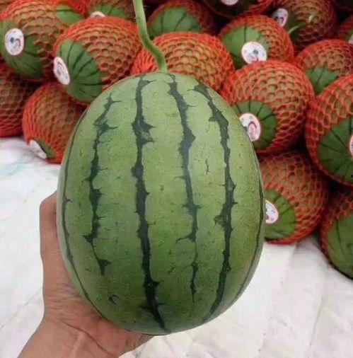 吃瓜的聊天趣事,那些让人捧腹的吃瓜趣事