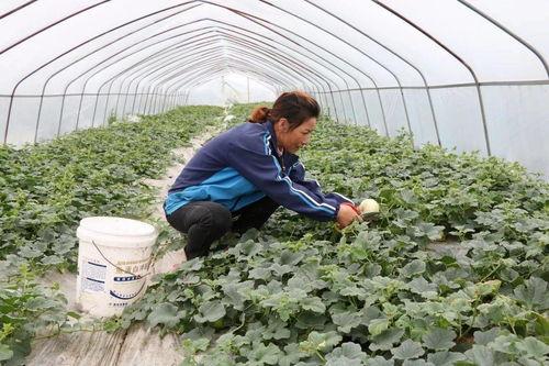 先峰回村吃瓜,揭秘农村生活的酸甜苦辣