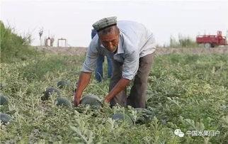 先峰回村吃瓜,揭秘农村生活的酸甜苦辣