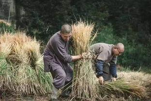 先峰回村吃瓜,揭秘农村生活的酸甜苦辣