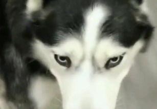 哈士奇吃瓜的方法,趣味横生的“瓜界”新宠