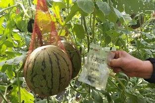 翠翠在线吃瓜,揭秘娱乐圈幕后风云