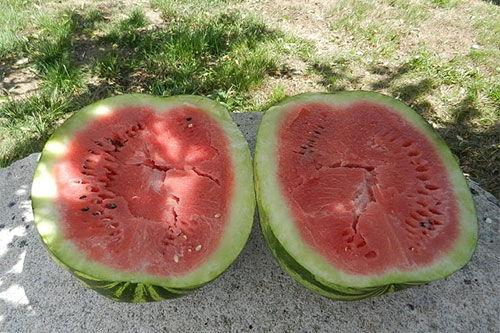 梦见自己种瓜吃瓜,种瓜得瓜，收获幸福滋味