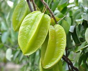 肾炎病人可以吃瓜