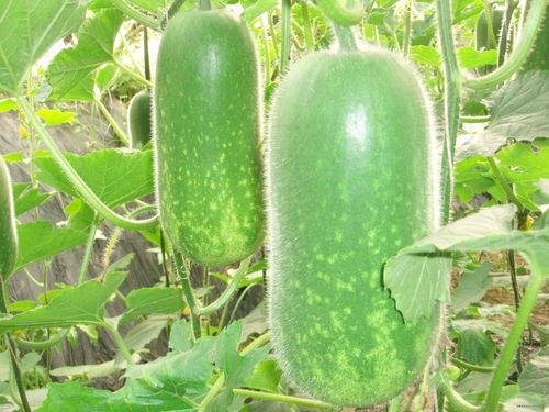 大严屯吃瓜,揭秘乡村里的欢乐时光