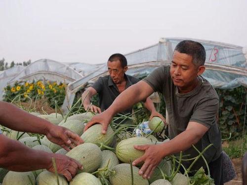 大严屯吃瓜,揭秘乡村里的欢乐时光