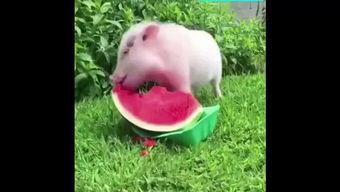 动物吃小猪的瓜