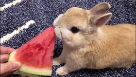 兔子吃西瓜不吃瓜,瓜却对它无动于衷