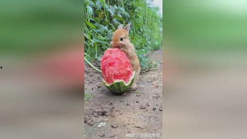 兔子吃西瓜不吃瓜,瓜却对它无动于衷