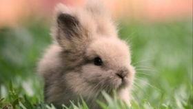 兔子吃西瓜不吃瓜,瓜却对它无动于衷