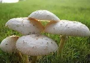 蘑菇短视频吃瓜,揭秘娱乐圈吃瓜盛宴