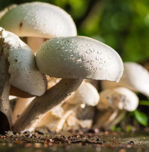 蘑菇短视频吃瓜,揭秘娱乐圈吃瓜盛宴