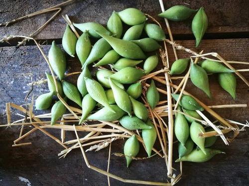 野外吃瓜,一场别开生面的野餐之旅