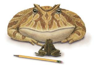 蛙岛吃瓜vip,揭秘VIP会员的独特体验与福利