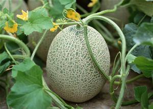 喜欢吃哈密瓜网名,探寻瓜果中的甜蜜生活哲学