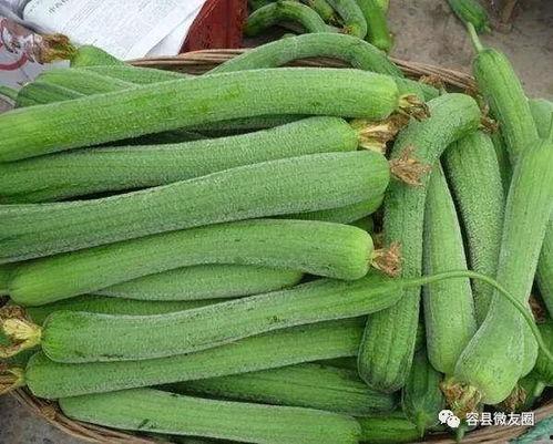 喜欢吃瓜吗,揭秘瓜类美食的诱惑与魅力