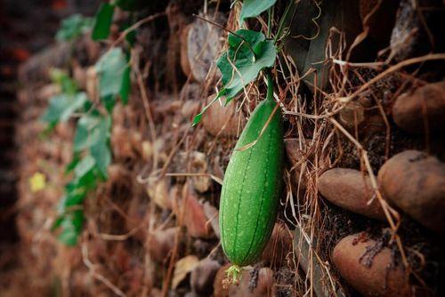 什么叫立秋吃三瓜,品味三瓜养生之道