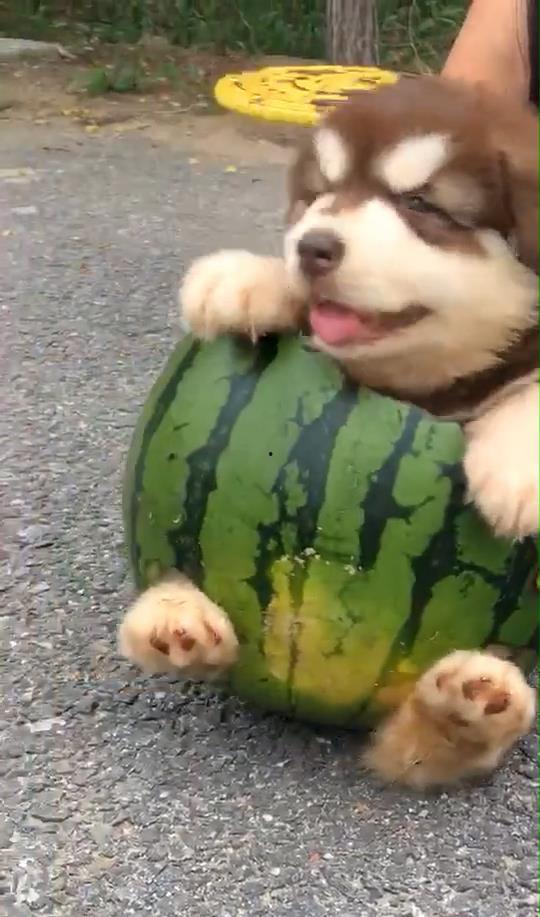 甜狗吃瓜,一场味蕾与自然的邂逅